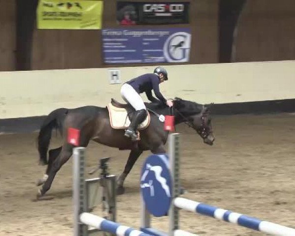 jumper Alabama 53 (Bavarian, 2007, from Cantando)