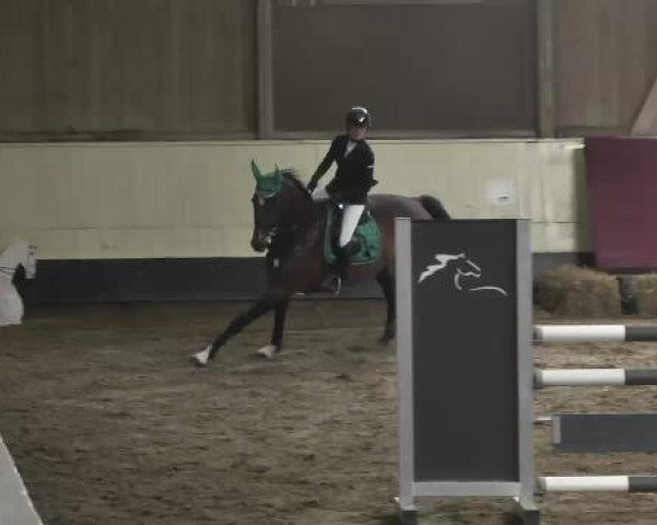Zuchtstute Take It Easy 30 (Holsteiner, 2003, von Contender)