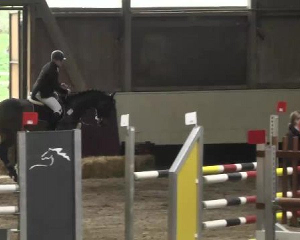 jumper Qaiser (Holsteiner, 2008, from Quality 9)