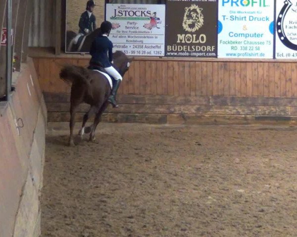 dressage horse May (Arabian purebred,  , from Nahbay ox)