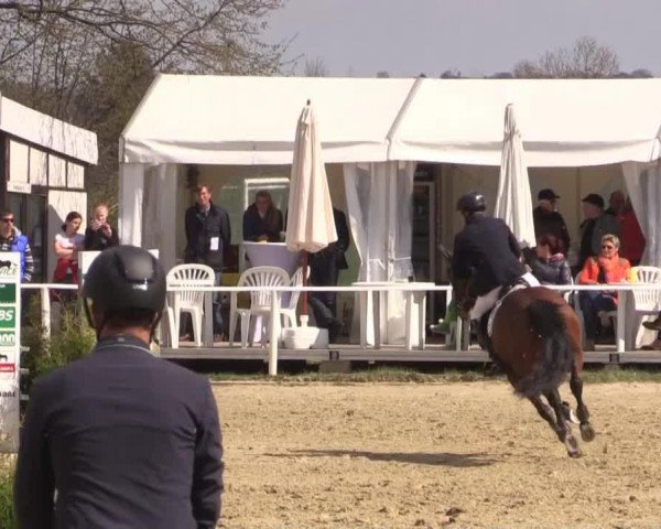 jumper Cybermax (Hanoverian, 2007, from Chico's Boy)