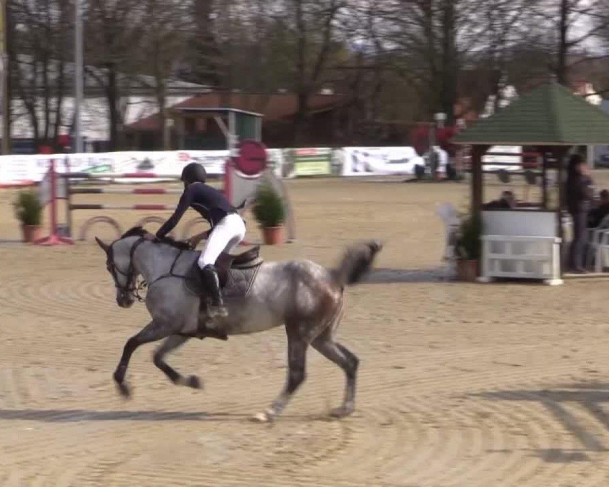 jumper El Pappi (Oldenburg, 2009, from Elliot van Ter Hulst)