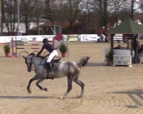 jumper El Pappi (Oldenburg, 2009, from Elliot van Ter Hulst)