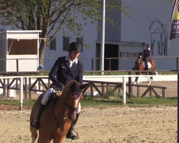 Jumper Banyme (Oldenburger, 2005, from Balou du Rouet)