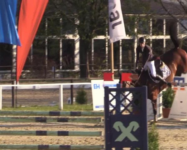 jumper Calvin 104 (Hanoverian, 2008, from Canturano I)