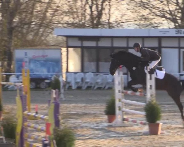 Springpferd D'Argostino (Westfale, 2008, von Danone II)