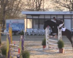 Springpferd D'Argostino (Westfale, 2008, von Danone II)