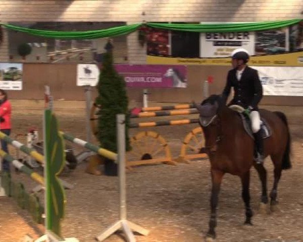jumper Giscard 17 (anglo european sporthorse, 2003, from Marome NW)