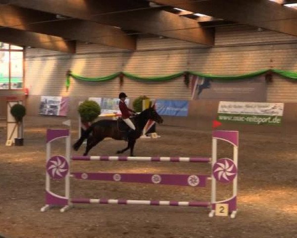 jumper Upstairs 3 (KWPN (Royal Dutch Sporthorse), 2001, from Haarlem)