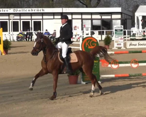broodmare Filius' Finest M (Westphalian, 2009, from Filius Bedo)