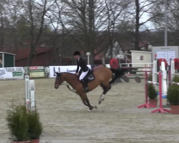 jumper Stallion 2 (Hanoverian, 2009, from Stakkato)