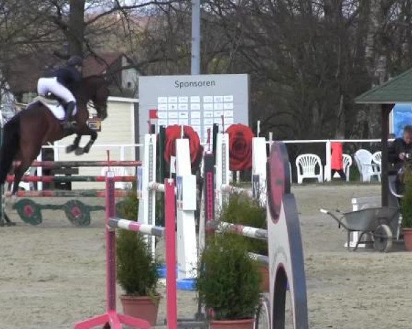 broodmare Lintana 2 (Westphalian, 2009, from Hh Linton)