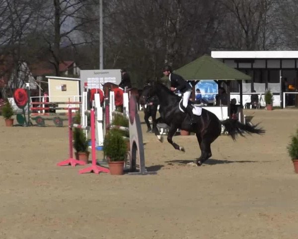 broodmare Midnight's Liberty (KWPN (Royal Dutch Sporthorse), 2009, from Zavall VDL)