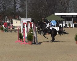broodmare Midnight's Liberty (KWPN (Royal Dutch Sporthorse), 2009, from Zavall VDL)
