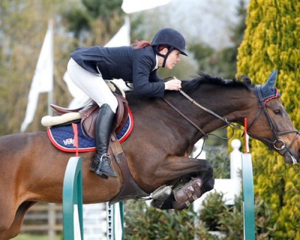Springpferd VDL Groep Beluga (KWPN (Niederländisches Warmblut), 2006, von Indoctro)