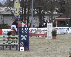 Springpferd La Jumpa (Hannoveraner, 2009, von Lex Lugar)