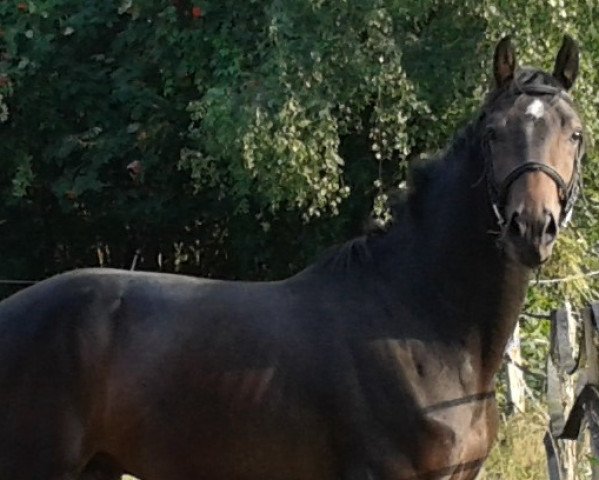 jumper Chalan (Oldenburg, 2013, from Count Grannus)