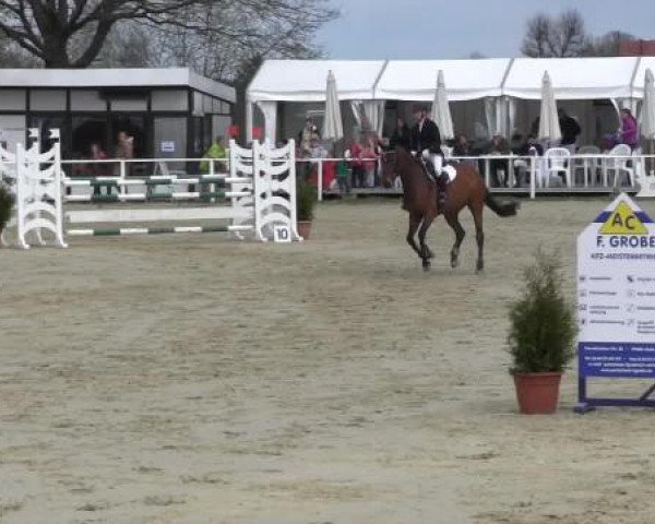 Skokan Que Linda (Oldenburský skokový kůň, 2009, od Quidam de Revel)