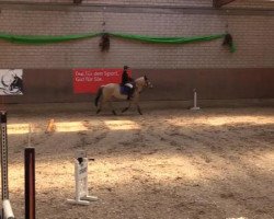 Jumper Tessy 42 (Pony without breed designation, 1996)