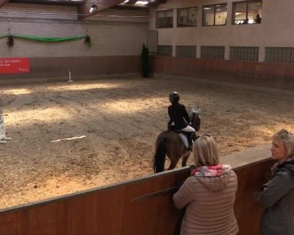 dressage horse Snoopy (Tinker / Irish Cob / Gypsy Vanner, 2006, from Sligo)