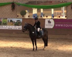 dressage horse Chocolate Boy (German Riding Pony, 2004, from Cassini)