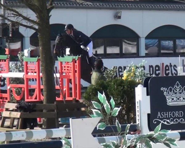 Pferd Con Air Z (Zangersheide Reitpferd, 2009, von Contendro I)