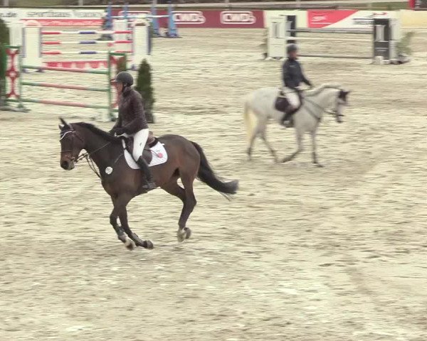 Reitturnier Westergellersen 2021