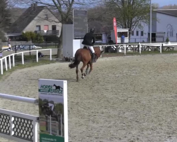 Springpferd Fysicus (KWPN (Niederländisches Warmblut), 2010, von Triomphe de Muze)