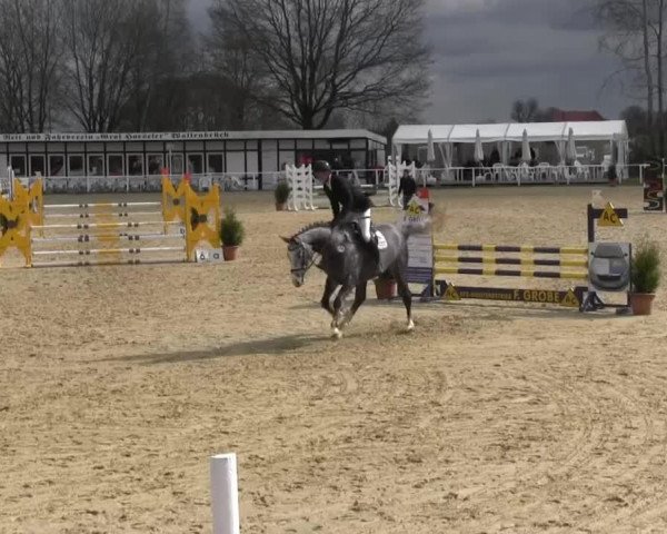 jumper Claas C'Obolensky (Oldenburg, 2010, from Corlensky G)
