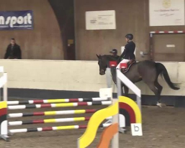 jumper Cristalluna (Westphalian, 2010, from Cristallo I)