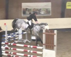 broodmare Millerin (Oldenburg show jumper, 2009, from Quite Capitol)