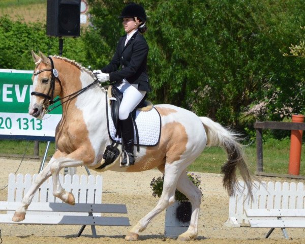 dressage horse Tessuor Tequila Enchanter (unknown, 1998, from Craven's Enchanter) dressage horse Tessuor Tequila Enchanter (unknown, 1998, from Craven's Enchanter)