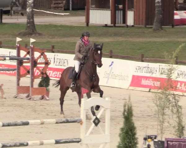 Reitturnier Westergellersen 2021