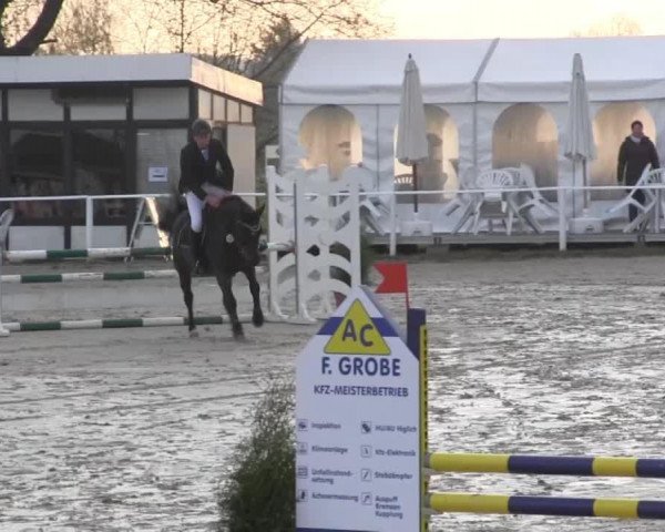 jumper Cascada TH (Hanoverian, 2010, from Carlucci 13)