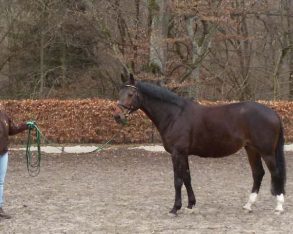 broodmare Evita D (Westphalian, 2002, from Ehrentanz I)
