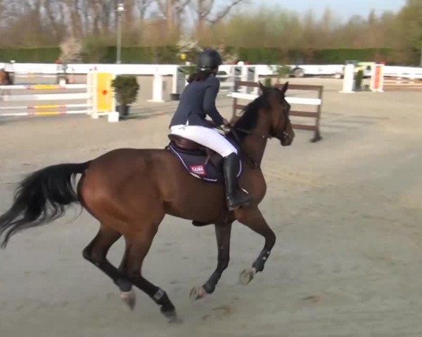 broodmare Belle (Holsteiner, 2009, from Montender)
