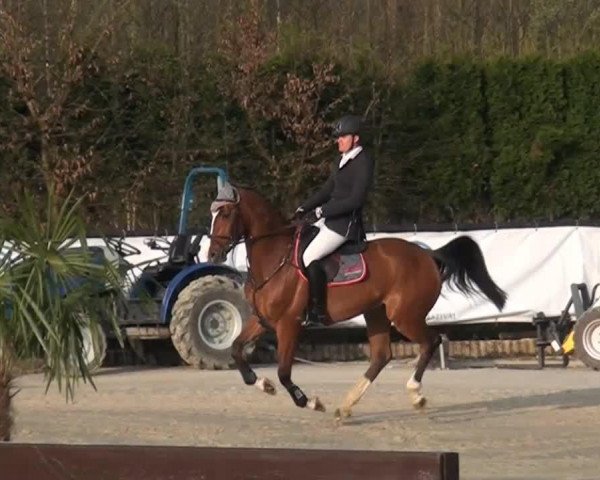 Springpferd Miss Michael's (KWPN (Niederländisches Warmblut), 2009, von Michael)