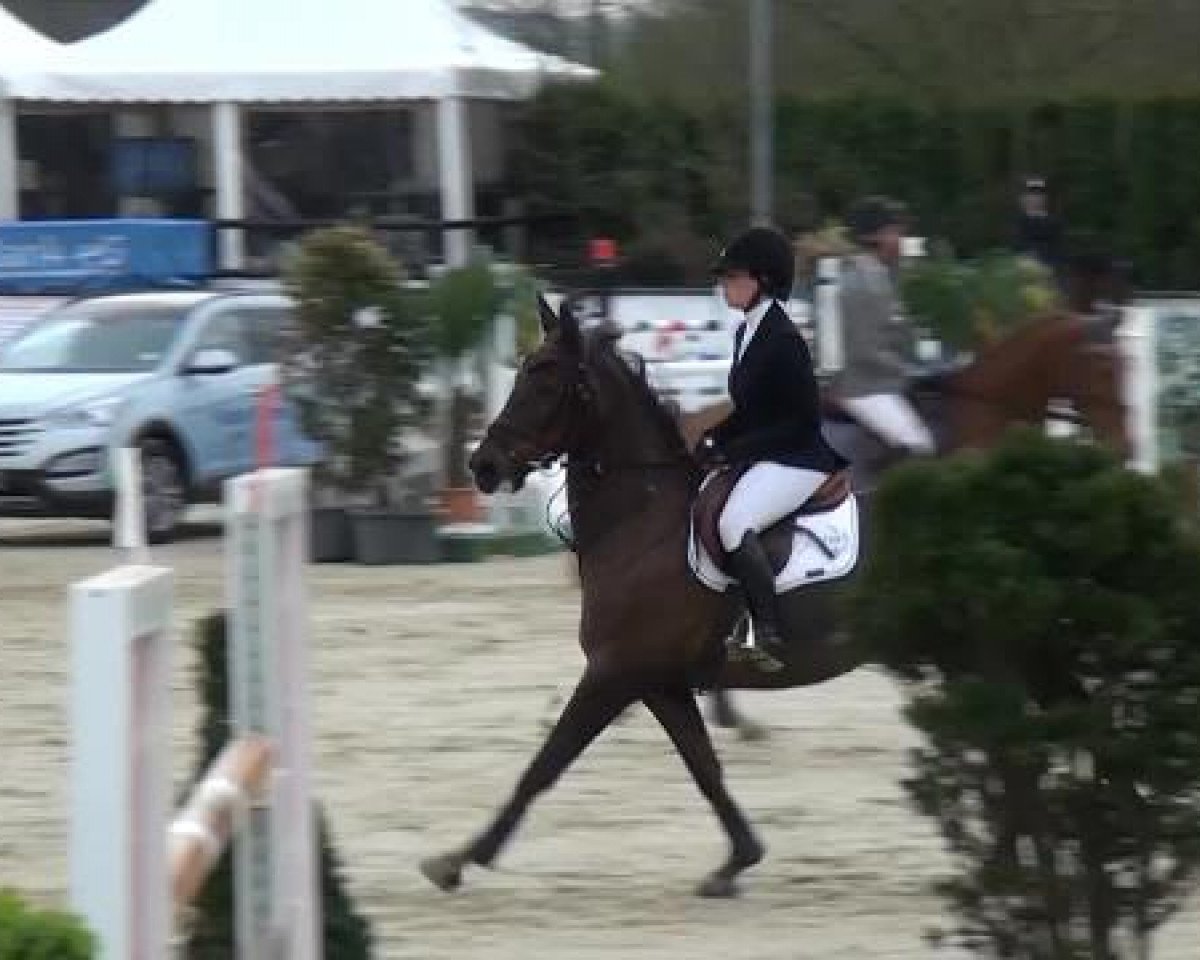 Springpferd Abbervail Amber (Anglo Europäisches Sportpferd, 2004, von Douglas)