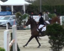 jumper Abbervail Amber (anglo european sporthorse, 2004, from Douglas)