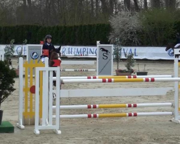 jumper Grace 368 (Hanoverian, 2006, from Graf Top)