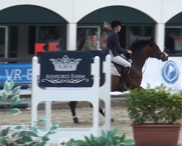 Springpferd Conux (Holsteiner, 2008, von Contendro II)