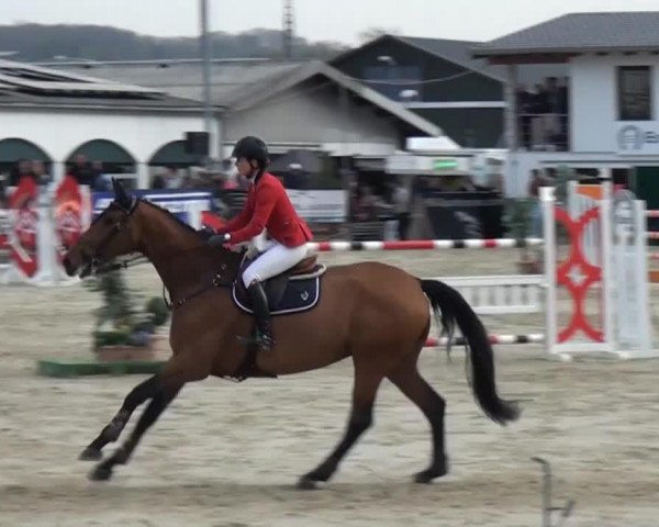 jumper Bologna (KWPN (Royal Dutch Sporthorse), 2006, from Lord Z)