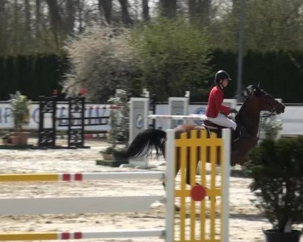 Springpferd Harmonie (Schwedisches Warmblut, 2006, von Camaro M)