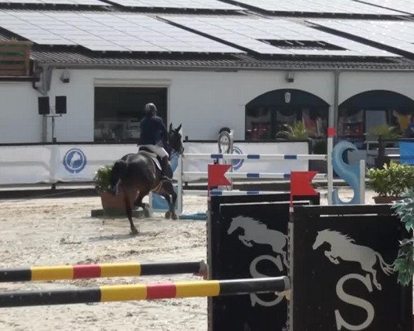 Springpferd Con Man Jx (Scottish Sports Horse, 2007, von Conterno Grande)