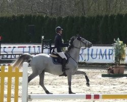 Pferd Cruzeiro de VL (Schwedisches Warmblut, 2004)