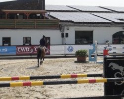 jumper Filiokus (Swedish Warmblood, 2004)