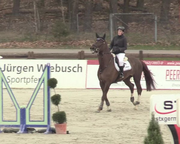 Reitturnier Westergellersen 2021
