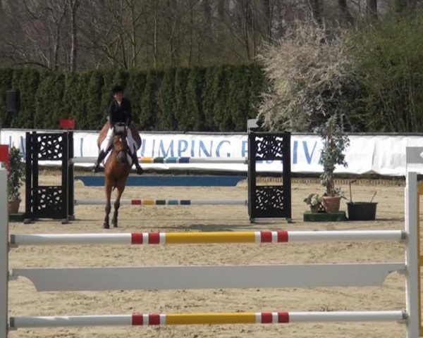 Zuchtstute Its Pin Up (Belgisches Warmblut, 2008, von Nabab de Rêve)