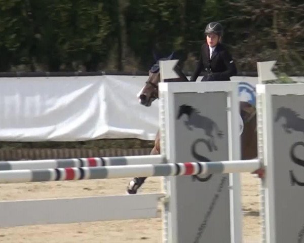 jumper Wierania II (KWPN (Royal Dutch Sporthorse), 2003, from Goodtimes)