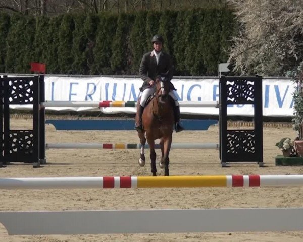 jumper Aznavour 8 (KWPN (Royal Dutch Sporthorse), 2005, from Chin Chin)